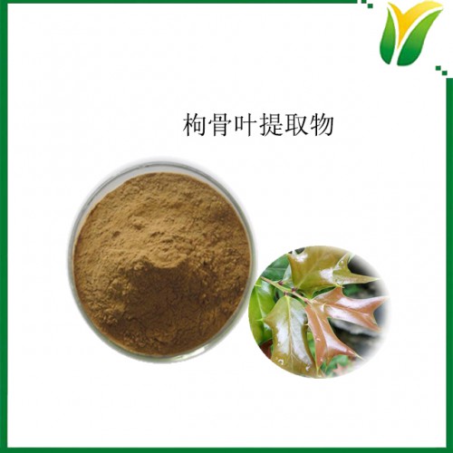 枸骨葉提取物10：1 植物提取物