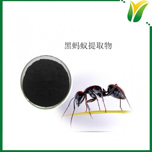黑螞蟻提取物10:1 擬黑多刺蟻粉 植物提取物