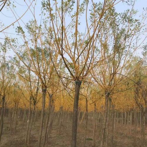 金枝槐金葉槐價格