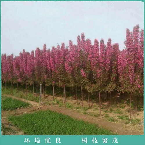 海棠苗價格 庭院嫁接海棠樹 8公分海棠樹