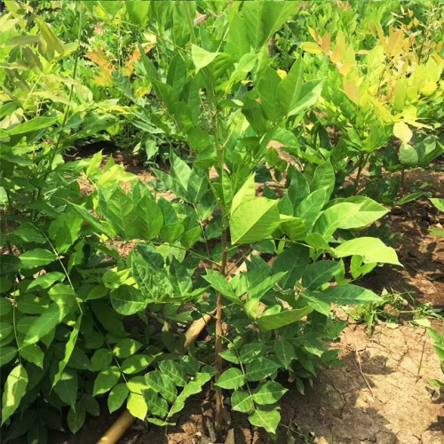 供應紫藤 基地直銷紫藤樹苗