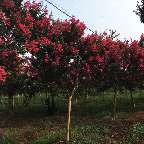 園林綠化紫薇 優質紫薇綠化苗