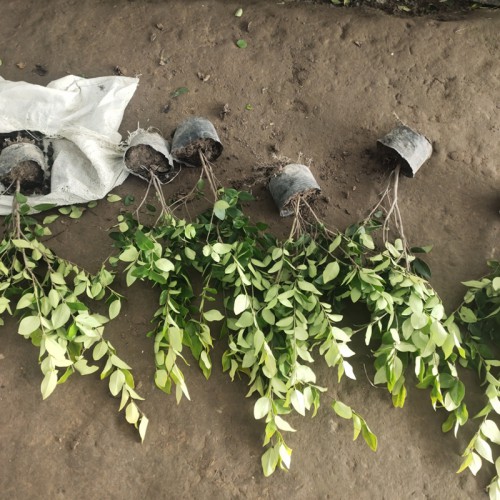 金森女貞小苗 金森女貞球基地 苗圃直銷