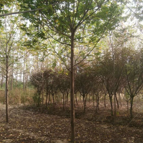 楓楊樹基地 楓楊小苗 苗圃直銷