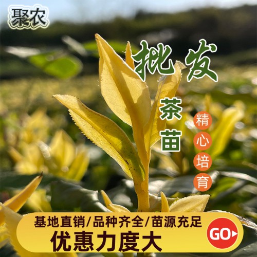 中黃2號(hào)茶苗 中黃2號(hào)茶苗扦插穗條枝條