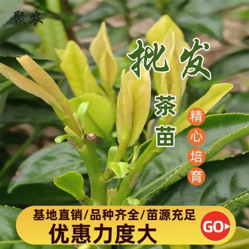 中黃3號(hào)茶苗  中黃3號(hào)茶苗扦插穗條扦插枝條