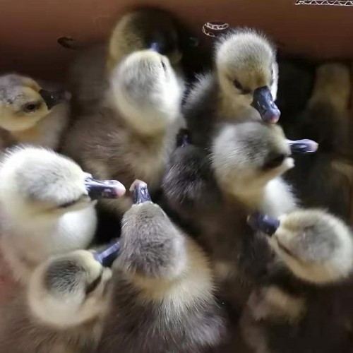 公鵝苗價(jià)格 麻鵝苗銷售 鵝苗價(jià)錢