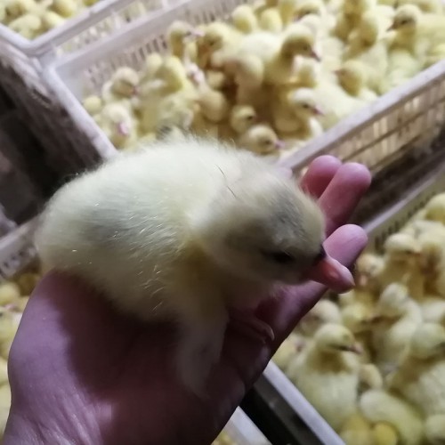 肉鵝苗批發(fā)價(jià)格 賣肉鵝苗地方 肉鵝鵝苗