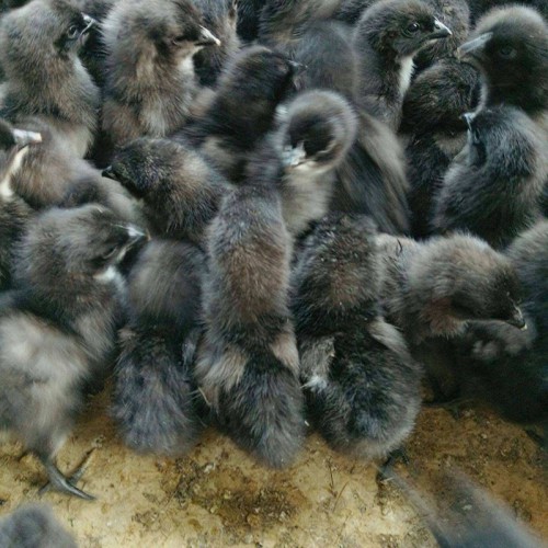 綠殼蛋雞養(yǎng)殖孵化場(chǎng) 綠殼蛋雞苗五黑一綠 五黑雞苗出售