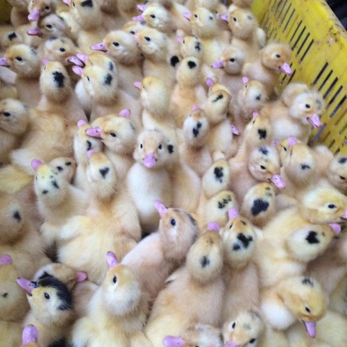 大種白番鴨苗 有鴨苗賣 黑鴨苗