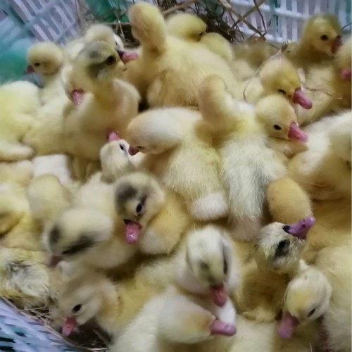 普通鵝苗 大鵝雛 三花鵝苗 買大種鵝苗