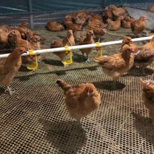 柴雞苗價(jià)格一只 30天脫溫雞苗 半斤雞苗 小雞苗賣