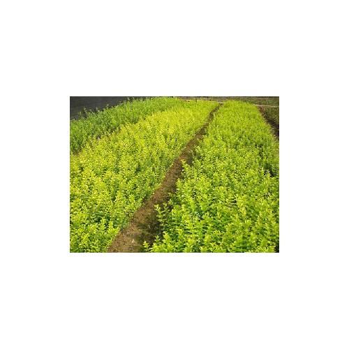 郴州造林小苗，青楓，紅楓，紅葉石楠，紫薇，桂花，茶花