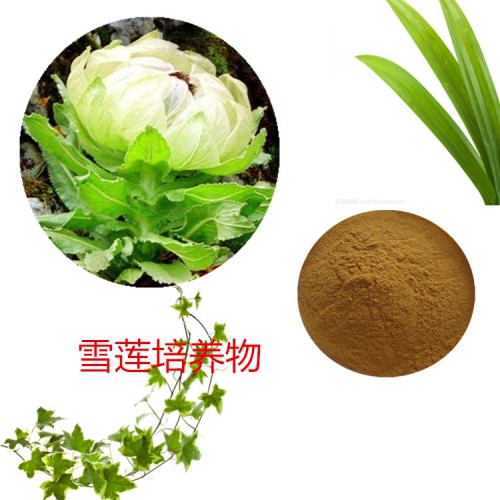 雪蓮培養(yǎng)物  雪蓮浸膏粉 雪蓮提取液 多規(guī)格
