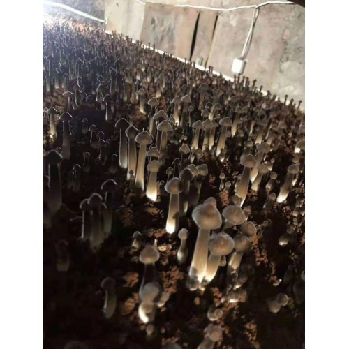 優質高產黑皮雞樅菌包 黑皮雞樅菌種植 黑皮雞樅菌效益