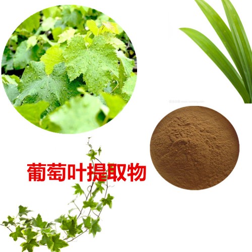 葡萄葉提取物  葡萄葉粉 葡萄葉速溶粉 葡萄葉浸膏粉