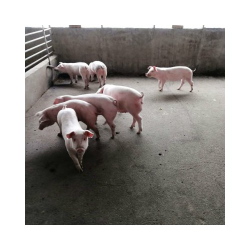 純種二元母豬 良種二元母豬苗 長(zhǎng)大二元豬