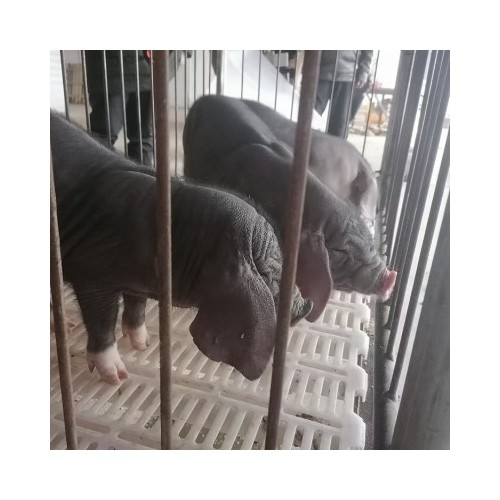 太湖母豬苗30斤價(jià)格 蘇太母豬 太湖小母豬有賣(mài)