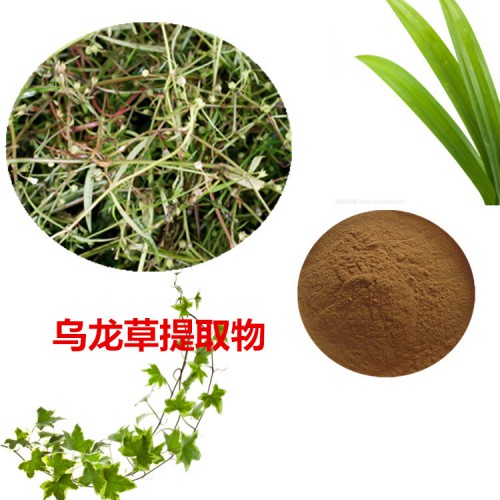 烏龍草提取物 烏龍草粉  烏龍草速溶粉 烏龍草浸膏粉