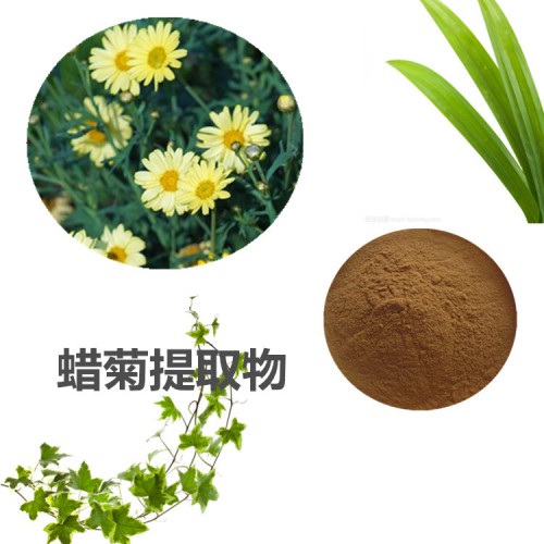 蠟菊提取物 10:1  蠟菊粉  蠟菊速溶粉 蠟菊浸膏粉