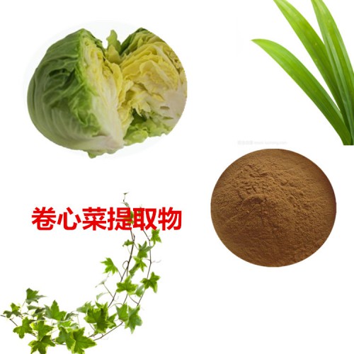 卷心菜提取物 卷心菜粉  卷心菜速溶粉 卷心菜浸膏粉