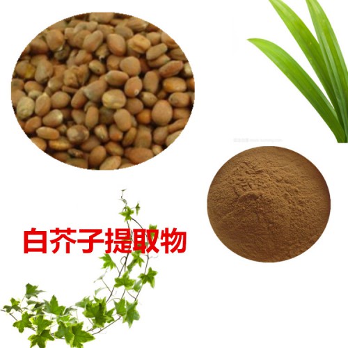 白芥子提取物  白芥子粉 白芥子速溶粉 白芥子浸膏粉