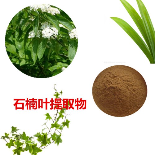 石楠葉提取物  石楠葉粉 石楠葉速溶粉 石楠葉浸膏粉