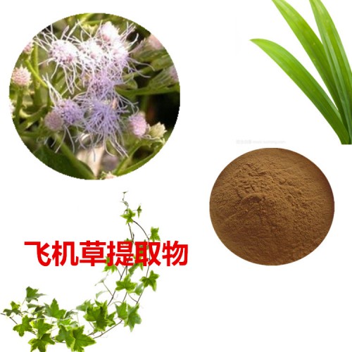 蜂斗菜提取物 蜂斗菜粉 蜂斗菜速溶粉 蜂斗菜浸膏粉