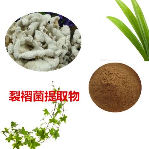 裂褶菌提取物  裂褶菌粉 裂褶菌速溶粉 裂褶菌浸膏粉