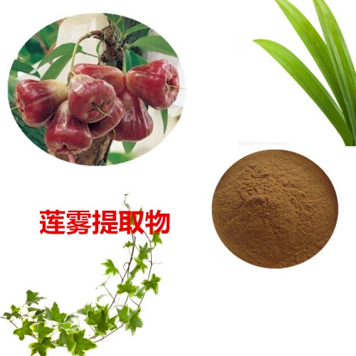 蓮霧提取物 10:1 蓮霧粉 蓮霧速溶粉 蓮霧浸膏粉