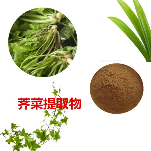 薺菜提取物 10:1 薺菜粉 薺菜速溶粉 薺菜浸膏粉