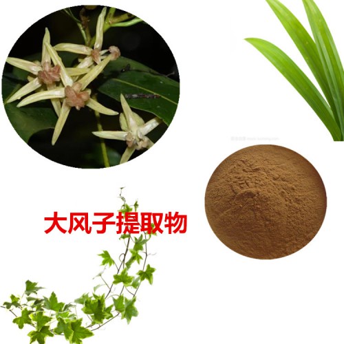 大風子提取物 大風子粉 大風子速溶粉 大風子浸膏粉