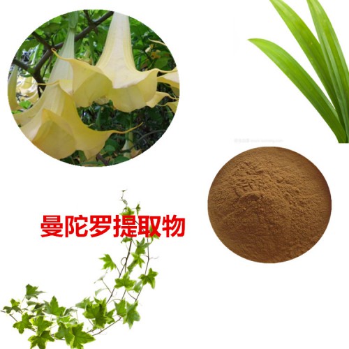 曼陀羅提取物  曼陀羅粉 曼陀羅速溶粉 曼陀羅浸膏粉