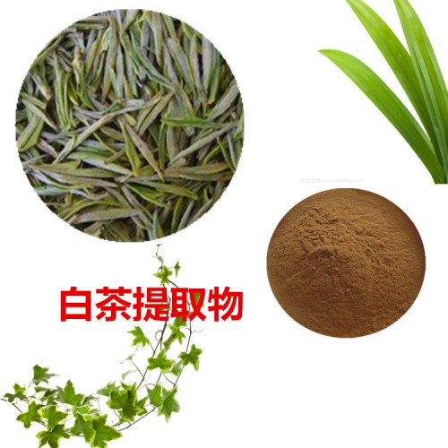 白茶提取物 10:1 白茶粉 白茶速溶粉 白茶浸膏粉