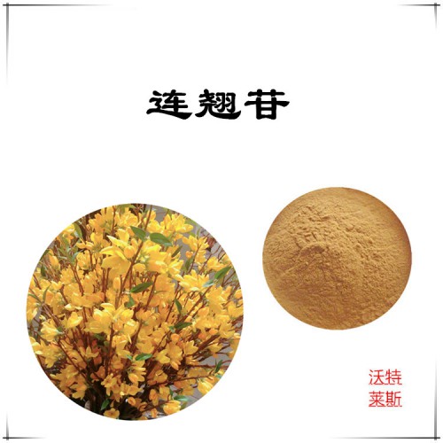 連翹苷 98%  連翹粉 連翹提取物 連翹浸膏