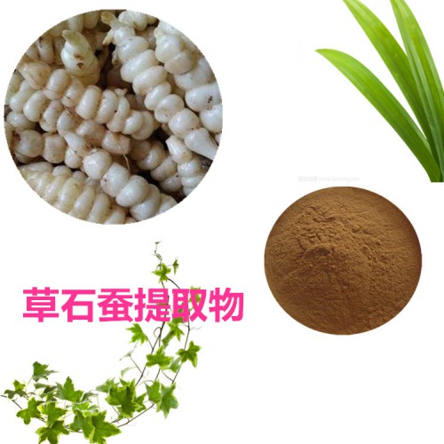 草石蠶提取物  草石蠶粉 草石蠶速溶粉 草石蠶浸膏粉