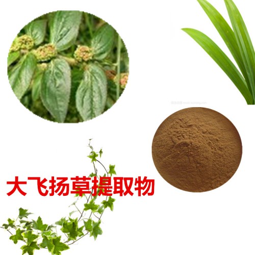 大飛揚草提取物 大飛揚草粉 大飛揚草速溶粉