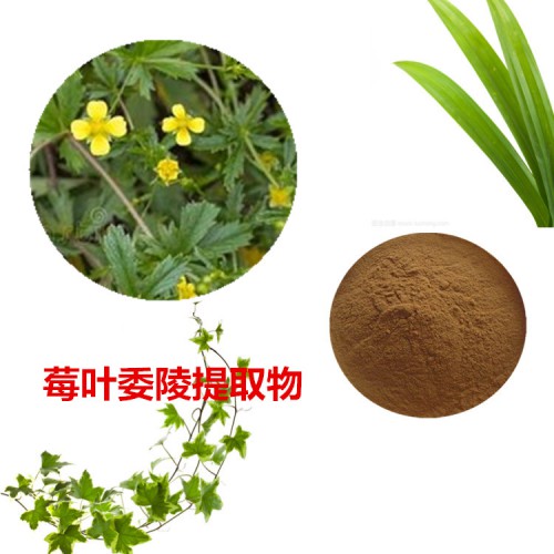 莓葉委陵提取物  莓葉委陵粉 莓葉委陵速溶粉
