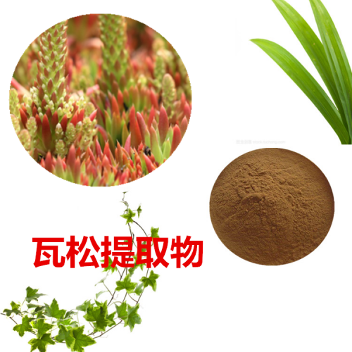 瓦松提取物 瓦松粉 瓦松速溶粉 瓦松浸膏粉