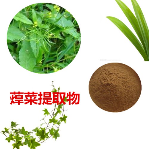 蔊菜提取物   蔊菜粉 蔊菜速溶粉 蔊菜浸膏粉
