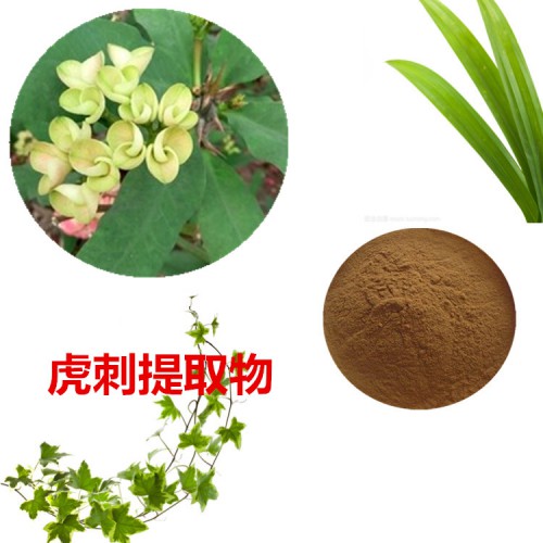 虎刺提取物   鐵海棠粉 鐵海棠速溶粉 鐵海棠浸膏粉