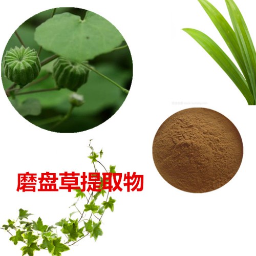 磨盤草提取物  磨盤草粉 磨盤草速溶粉 磨盤草浸膏粉