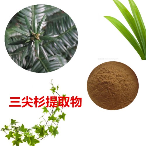 三尖杉提取物   三尖杉粉 三尖杉速溶粉  三尖杉浸膏粉