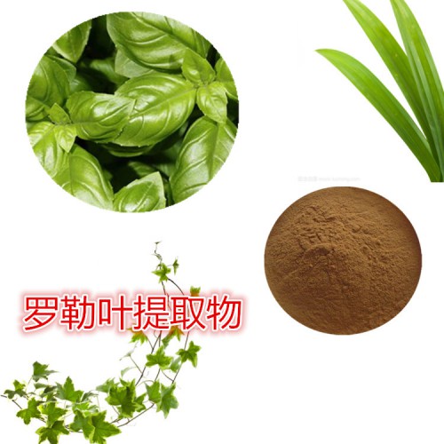 羅勒葉提取物  羅勒葉粉 羅勒葉速溶粉  羅勒葉浸膏粉