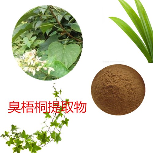臭梧桐提取物   臭梧桐粉 臭梧桐速溶粉  臭梧桐浸膏粉