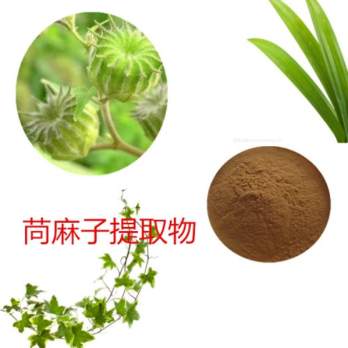 苘麻子提取物  苘麻子粉 苘麻子速溶粉 苘麻子浸膏粉