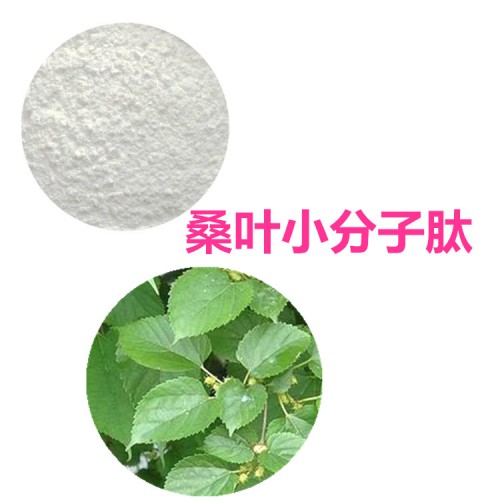 桑葉多肽  桑葉小分子肽  桑葉蛋白 桑葉肽粉