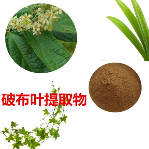 破布葉浸膏粉   破布葉提取物  破布葉粉  破布葉提取液