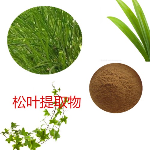 松葉提取物 松葉粉 松葉速溶粉 松葉浸膏粉