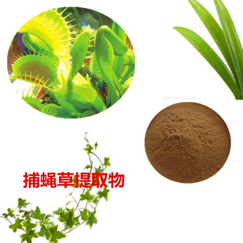 捕蠅草提取物 捕蠅草粉 捕蠅草速溶粉 捕蠅草浸膏粉